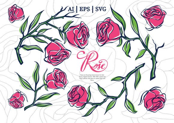 Elegant Hand Drawn Rose Set: Graphics & Illustrations